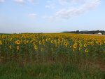 (173'220) - Sonnenblumenfeld am 21.
