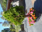 (185'338) - Blumen und Bumchen am 27.