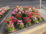 (192'214) - Blumen am 1.