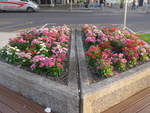 (192'218) - Blumen am 1.