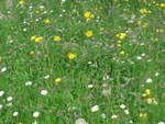 (193'693) - Blumenwiese am 3. Juni 2018 bei Waldhusern
