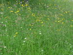 (193'694) - Blumenwiese am 3. Juni 2018 bei Waldhusern