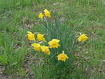 (203'647) - Aprilglocken am 14.