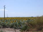 (207'055) - Sonnenblumenfeld am 3.
