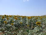 (207'057) - Sonnenblumenfeld am 3.