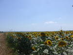(207'059) - Sonnenblumenfeld am 3.