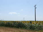 (207'060) - Sonnenblumenfeld am 3.