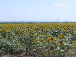 (207'061) - Sonnenblumenfeld am 3.