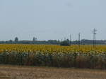 (207'064) - Sonnenblumenfeld am 3.