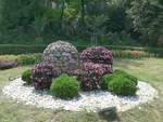 (207'243) - Blumenschmuck am 4. Juli 2019 in Gabrovo