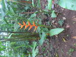 (211'505) - Blume im Danaus am 17.