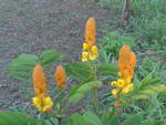 (211'931) - Blumen am 21.