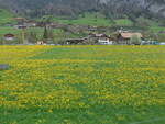 (225'342) - Lwenzahnwiese am 30.