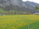 (225'343) - Lwenzahnwiese am 30.