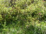(237'232) - Alpenflora am 18.