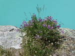 (252'559) - Alpenflora am Gscheneralpsee am 9.