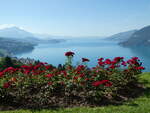 (254'821) - Der Thunersee am 5.