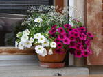 (263'195) - Blumen am 26.