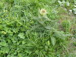 (264'298) - Silberdistel am 2.