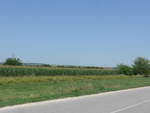 (207'062) - Getreidefeld am 3.
