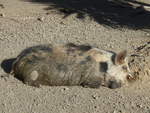 (191'460) - Wildschwein am 26.