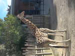(191'484) - Giraffe am 26.
