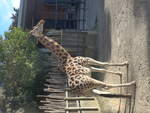(191'485) - Giraffe am 26.