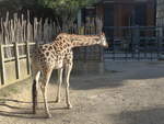 (191'486) - Giraffe am 26.
