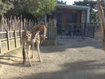 (191'487) - Giraffe am 26.