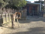 (191'488) - Giraffe am 26.