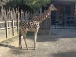 (191'491) - Giraffe am 26.