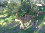 (191'530) - Gepard am 26.