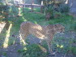 (191'532) - Gepard am 26.
