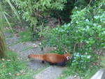 (191'537) - Roter Panda am 26.