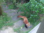 (191'538) - Roter Panda am 26.