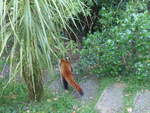(191'539) - Roter Panda am 26.