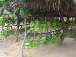 (212'007) - Bananen am 22. November 2019 bei Rivas