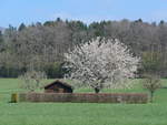 (203'756) - Bienenhaus und blhender Baum am 15.