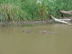 (172'899) - Enten am 13.