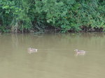 (172'900) - Enten am 13.