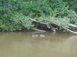 (172'901) - Enten am 13.