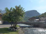 (195'402) - Holunderbaum mit Brcke und Muota am 1.