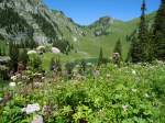 (134'514) - Alpenflora und Stockensee im Stockhorngebiet am 26.