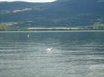 (140'709) - Schwan mit Jungen auf dem Neuenburgersee am 20.
