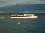 (140'755) - Motorschiff - VD 13'927 - auf dem Neuenburgersee und Schwanenfamilie am 22.