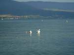 (140'821) - Schwanenfamilie auf dem Neuenburgersee am 24.
