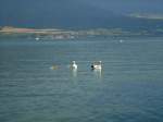 (140'822) - Schwanenfamilie auf dem Neuenburgersee am 24.