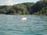 (140'897) - Schwanenfamilie auf dem Neuenburgersee am 25.