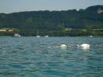 (140'898) - Schwanenfamilie auf dem Neuenburgersee am 25.