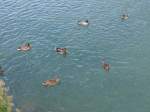 (164'898) - Enten am 16.